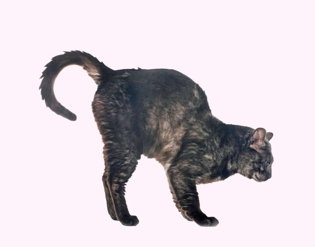 Phantom spraying cat - Black and brown cat with tail curled in a C shape standing with butt in the air with light pink background.