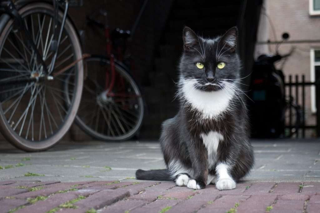 Kidney Disease - Black and white tuxedo cat sitting on red brick sidewalk looking at camera with bicycle in background.