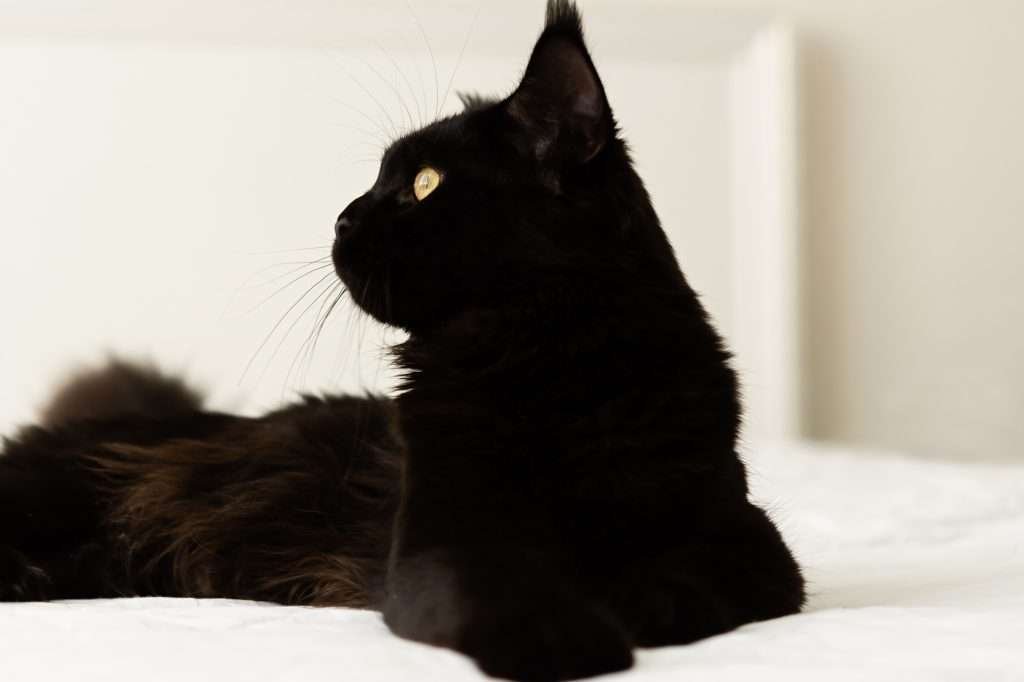 Black cat bed. A beautiful portrait of a domestic purebred kitten