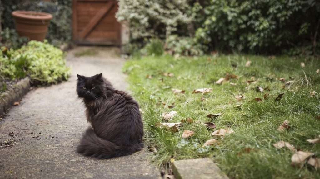 National Black Cat Day - Black cat sitting on pathway in yard with grass and plants around while turned looking at camera.