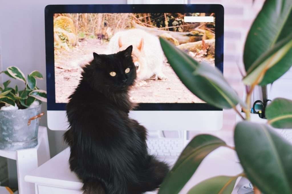 Black cat is sitting in front of a computer screen watching cat videos