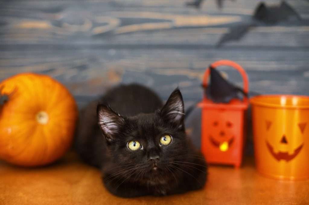 Black cat sitting at pumpkin and jack o lantern pail on dark wooden background