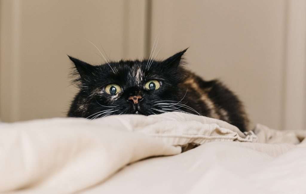 Black and orange cat with yellow eyes with dilated pupils and cat zoomies laying on beige colored bedding with blurred background. Black and orange cat with yellow eyes with dilated pupils and cat zoomies laying on beige colored bedding with blurred background.