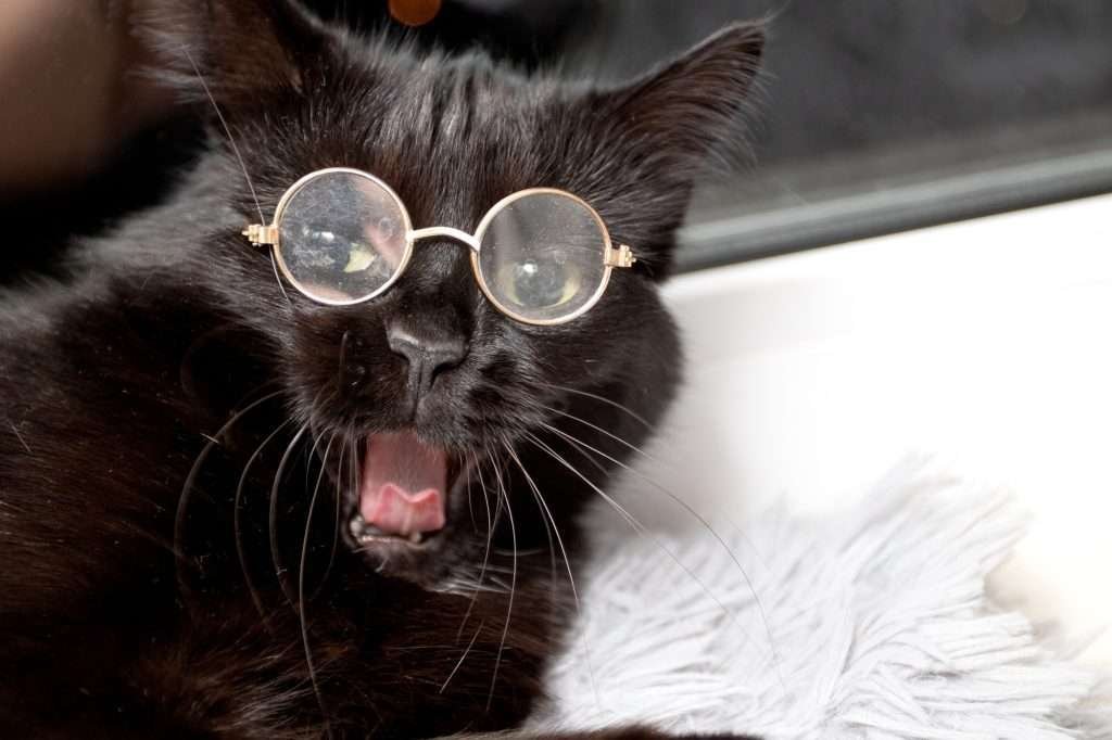 Black cat yawning with mouth open showing tongue wearing glasses  lying on white blanket.