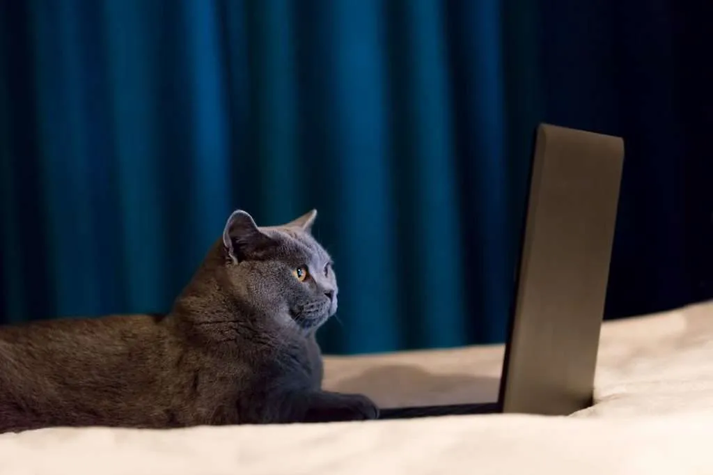 Gray British Shorthair cat working on laptop while laying on white blanket and blue curtains in background.