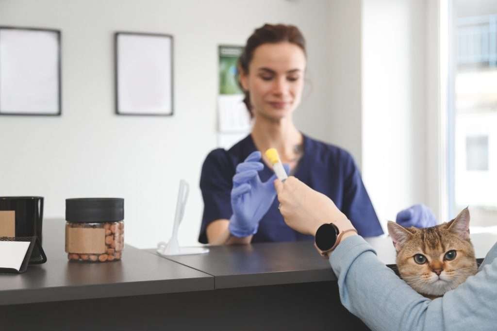 Orange and brown tabby cat with green eyes at vet clinic being held in owner's arms and looking at camera. Owner is wearing a light blue long sleeved shirt and light pink watch while handing over tube for test to woman receptionist wearing dark blue scrubs and light blue latex gloves behind dark brown counter with food treats in jar on top. Brightly lit window to the right and frames on white wall in blurred background.