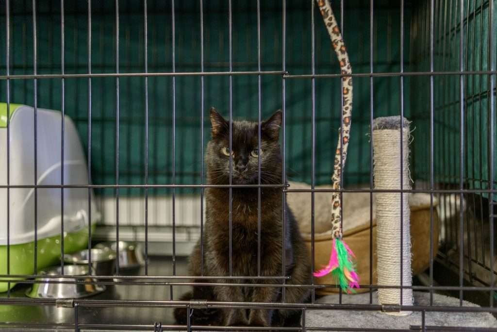 Black cat with yellow eyes sitting in cage in animal shelter looking at camera with cat dangly cheetah print toy and green and pink feathers at the end of it in front of cat. Inside the cage in background is a white and green covered litter box to the left side and gray and tan cat scratcher with round base to the right side and tan and beige colored bed behind.
