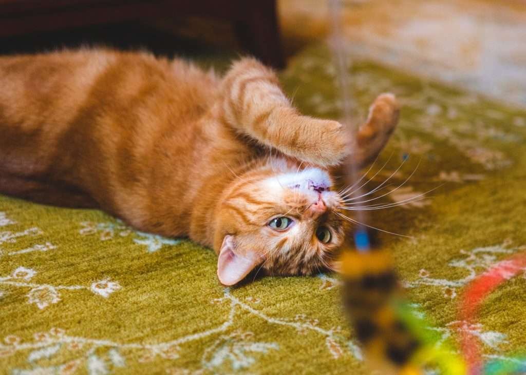 Orange and white tabby cat with green eyes playing with wand toy while lying upside down on chartreuse colored rug with white flower pattern and blurred background. Orange and white tabby cat with green eyes playing with wand toy while lying upside down on chartreuse colored rug with white flower pattern and blurred background.