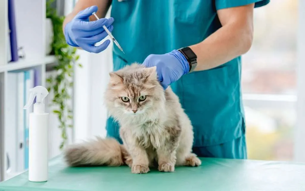Medium long haired beige and tan colored cat receiving injection from syringe from veterinarian in blue scrubs and light blue latex gloves at clinic. Cat is sitting on green table with white spray bottle to the left side, window to the right side and blurred background.