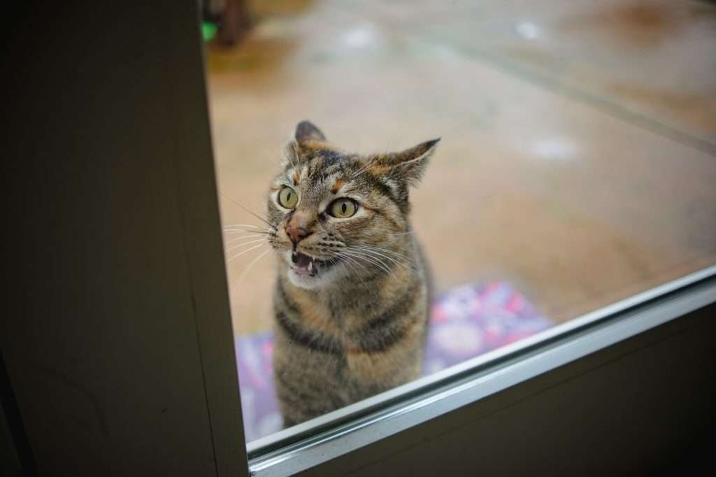 Orange and brown tabby cat with yellow eyes meowing while standing outside back glass door on a mat looking in. Background is blurred with colorful mat the cat is sitting on.