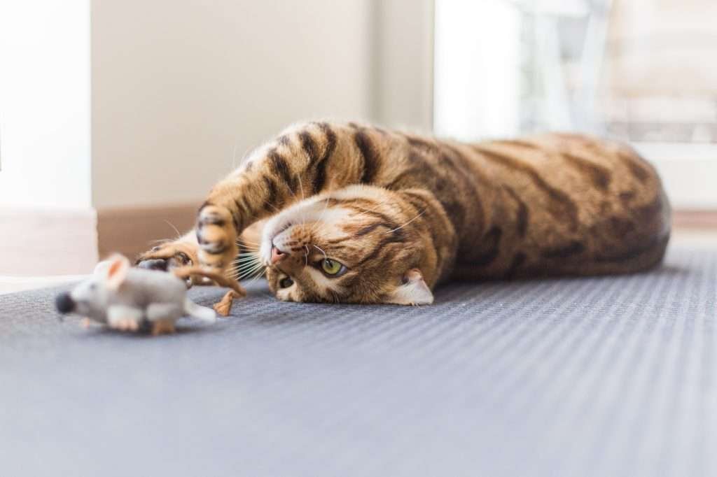 Closeup of an adorable Bengal cat lying on gray floor and playing with a toy mouse.