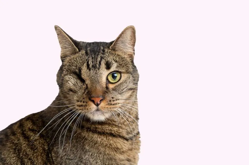 Brown tabby cat with one yellow/green eye and other eye removed from surgery. Cat is looking forward at camera with a light pink background.