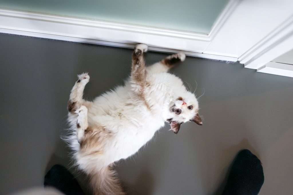 White and brown cute cat laying on dark gray floor by the door looking up at camera with yellow eyes. Top view with white door with glass and owner's feet wearing black socks in background.