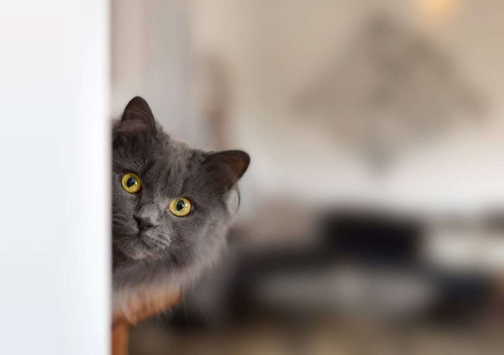 Cute long haired grey cat with yellow eyes peeking out from around a corner of a room with blurred background.