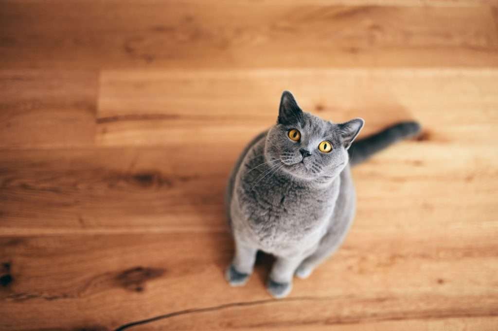 Cat anal glands - Gray British cat with yellow eyes sitting on light colored wood floor and looking at the camera.