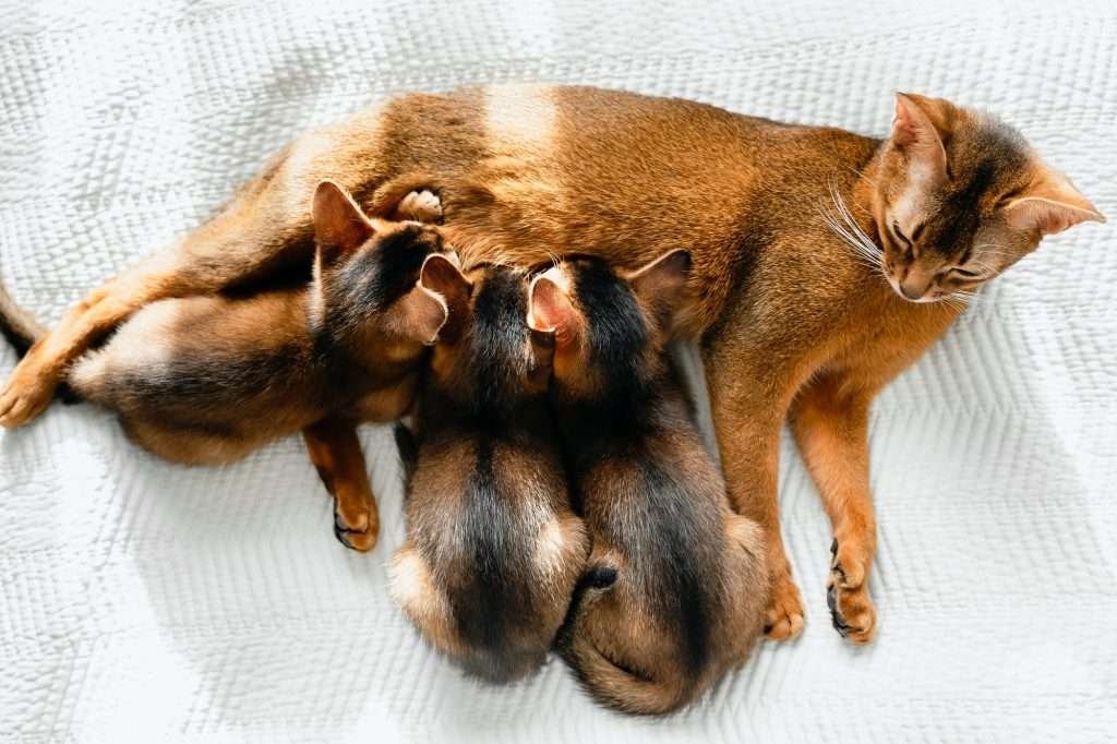 Cinnamon colored mom Abyssinian adult cat feeds small little kittens milk. Cinnamon colored with black stripe down center of each Abyssinian kitten feeding on mom cat while laying on white blanket in filtered sunlight.