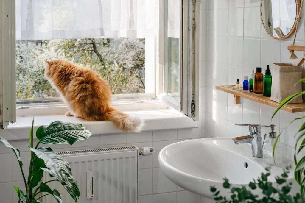 Orange tabby cat watching the birds outside through window in all white bathroom with green plants, sink, shelf above with items on it and mirror above shelf.  
