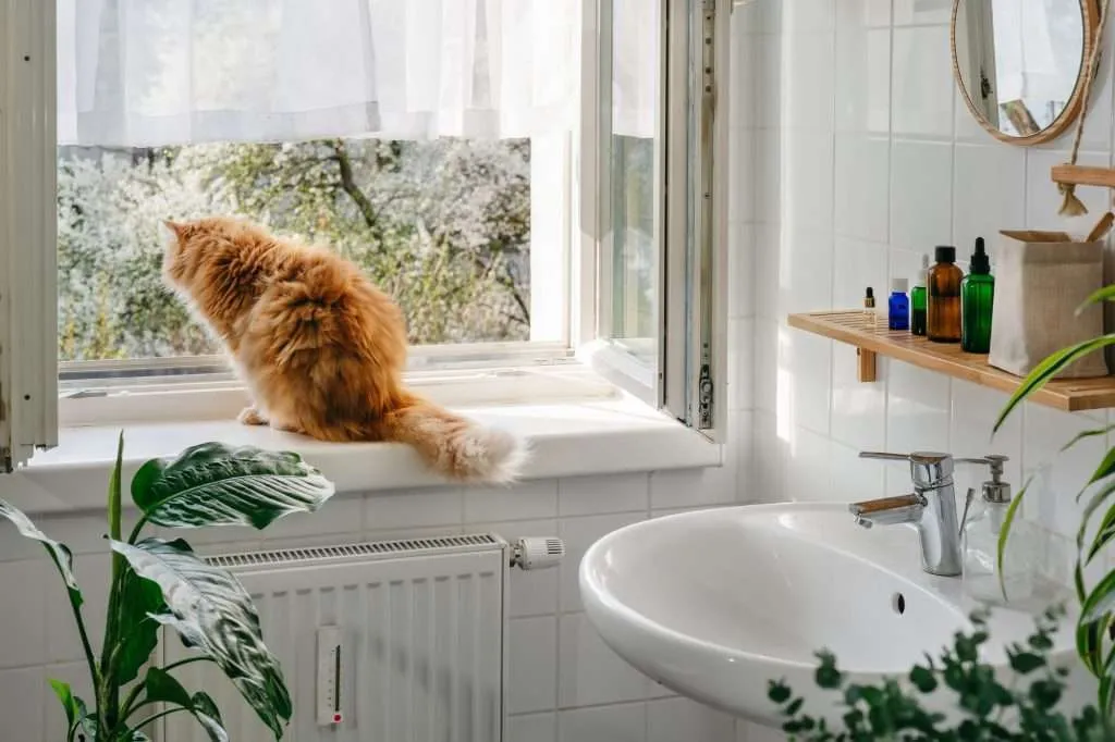 Orange tabby cat watching the birds outside through window in all white bathroom with green plants, sink, shelf above with items on it and mirror above shelf.  