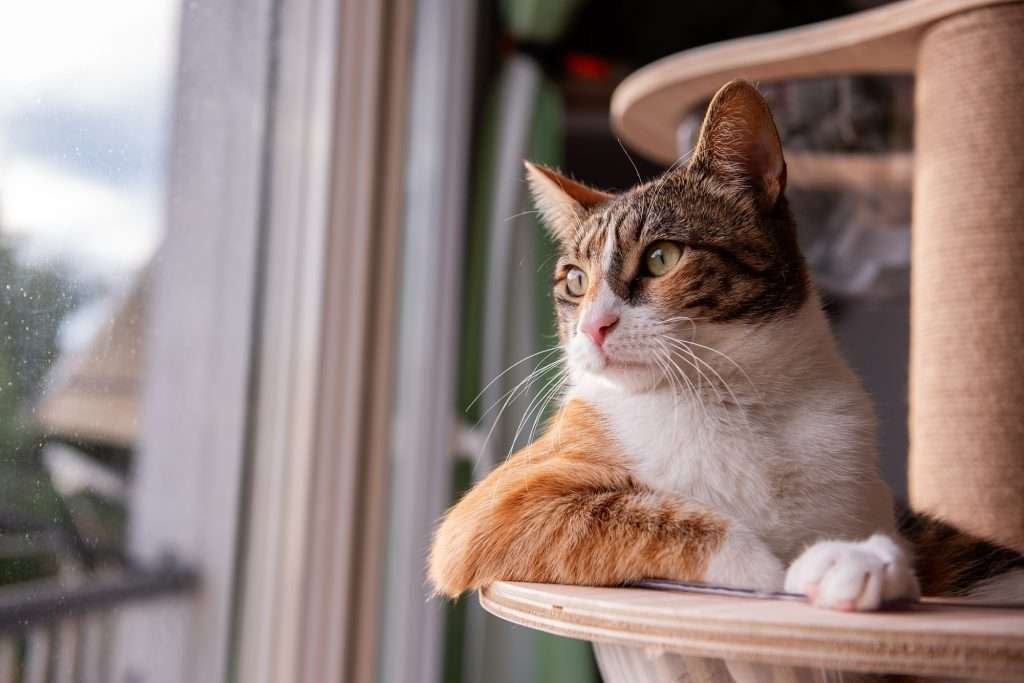 Relaxed orange, brown and white tabby cat gazing out of window to the left side from cat tree with scratching posts and clear bowls for laying in. Cat has elbow out on edge of cat tree bowl. Relaxed orange, brown and white tabby cat gazing out of window to the left side from cat tree with scratching posts and clear bowls for laying in. Cat has elbow out on edge of cat tree bowl.