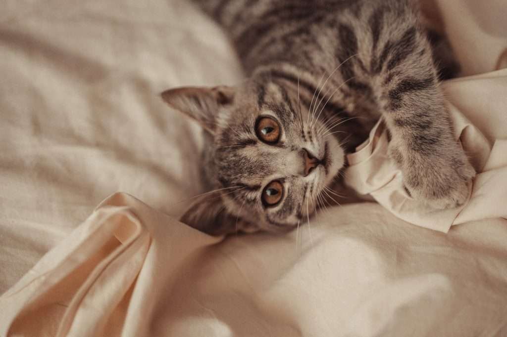 Brown tabby cat relaxes on bed of beige sheets while looking up at camera with orange colored eyes.