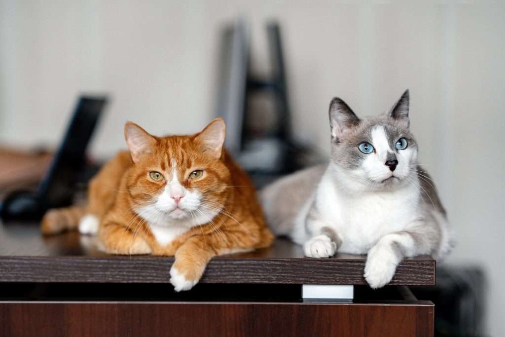 Orange and white tabby cat with yellow orange eyes laying on dark wood dresser looking at camera with a white and gray cat to the right side with strikingly sky blue colored eyes laying looking to the side facing forward. Background is blurred.
