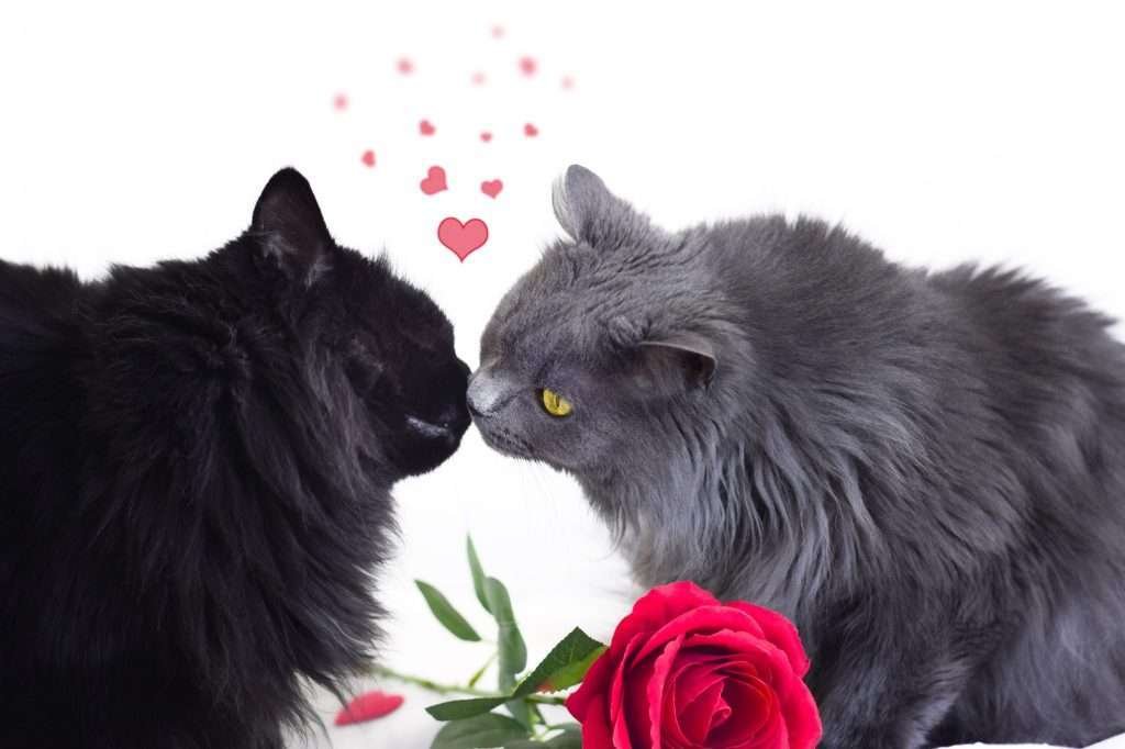 Cat nose kisses - A black longhaired cat and gray long haired cat nose kissing & smelling each other with red rose laying in the middle of them with a white background and pink hearts above their faces.