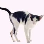Phantom spraying cat