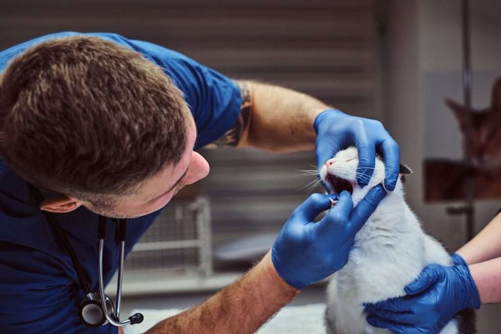 Veterinarian wearing blue scrubs, blue latex gloves and stethoscope examining black and white cat's teeth and mouth while being held by assistant wearing blue latex gloves  in a vet clinic.