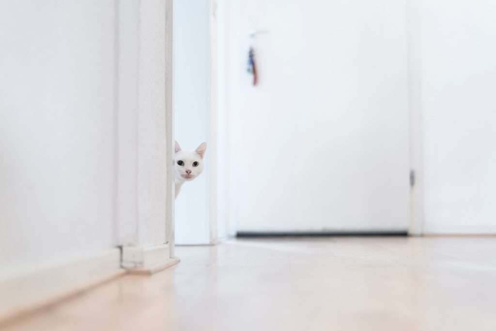 White cat peeking around the corner from door looking into the bathroom. with blurred background of white walls, door and floor.