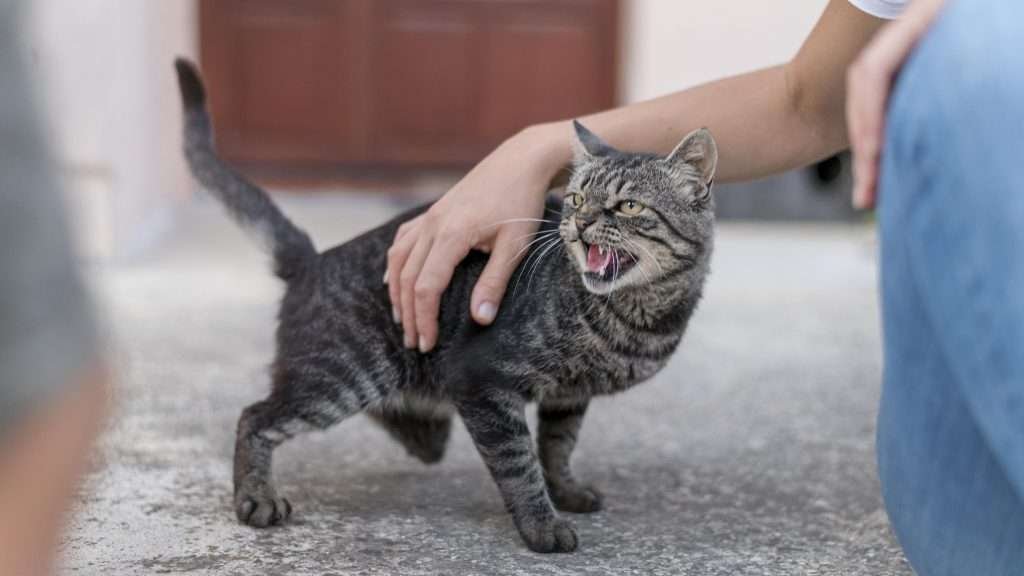 Angry brown tabby with yellow eyes threatening body language showing teeth ready to bite while standing on cement painted gray floor and person wearing blue jeans with hand on cat sitting with distance to cat. Background is blurred.