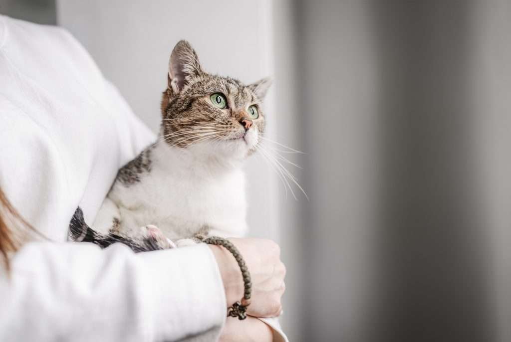 Brown tabby and white cat in the arms of its owner. Owner is wearing a white long sleeved shirt and brown bracelet and only showing the shirt and arms holding cat. Background is blurred.