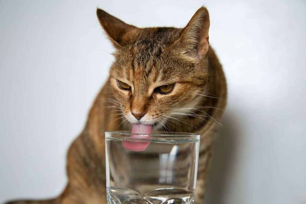 Brown and orange tabby cat with orange eyes drinking water from a clear glass with white wall in background.