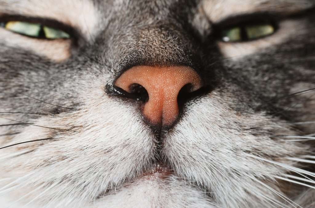 Close-up of muzzle gray fluffy green-eyed cat, macro photography pink nose. Cat is sniffing