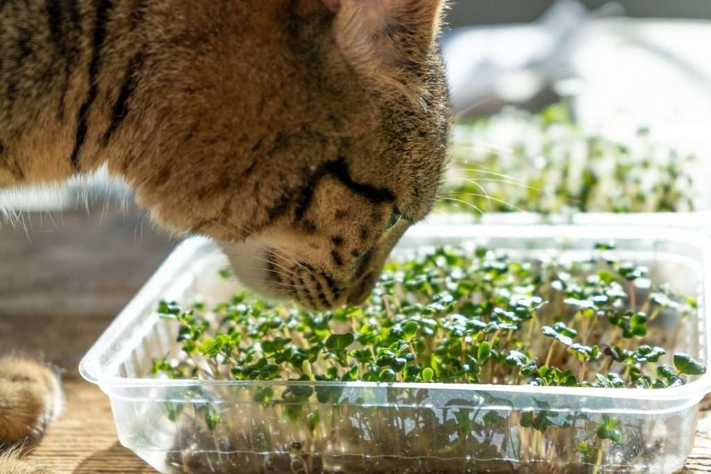 Food for cats. Bean sprouts in a clear square plastic container. white and brown tabby cat sniffing sprouts. 
