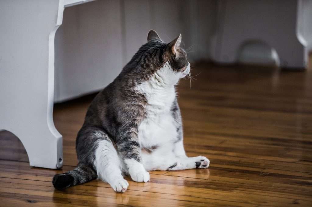 White and brown tabby cat scooting on butt on dark wood floor in kitchen with white bench to behind it. Cat is looking to the back right side.