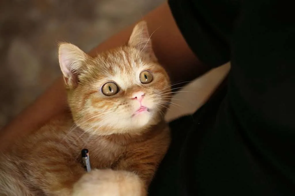 Cute orange tabby cat with yellow eyes looking at his owner while being held in owner's arm and lap. Owner is wearing a black shirt and blurred background.