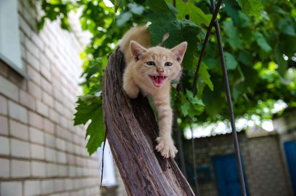 Ginger kitten screams meows with open mouth on a wooden branch.