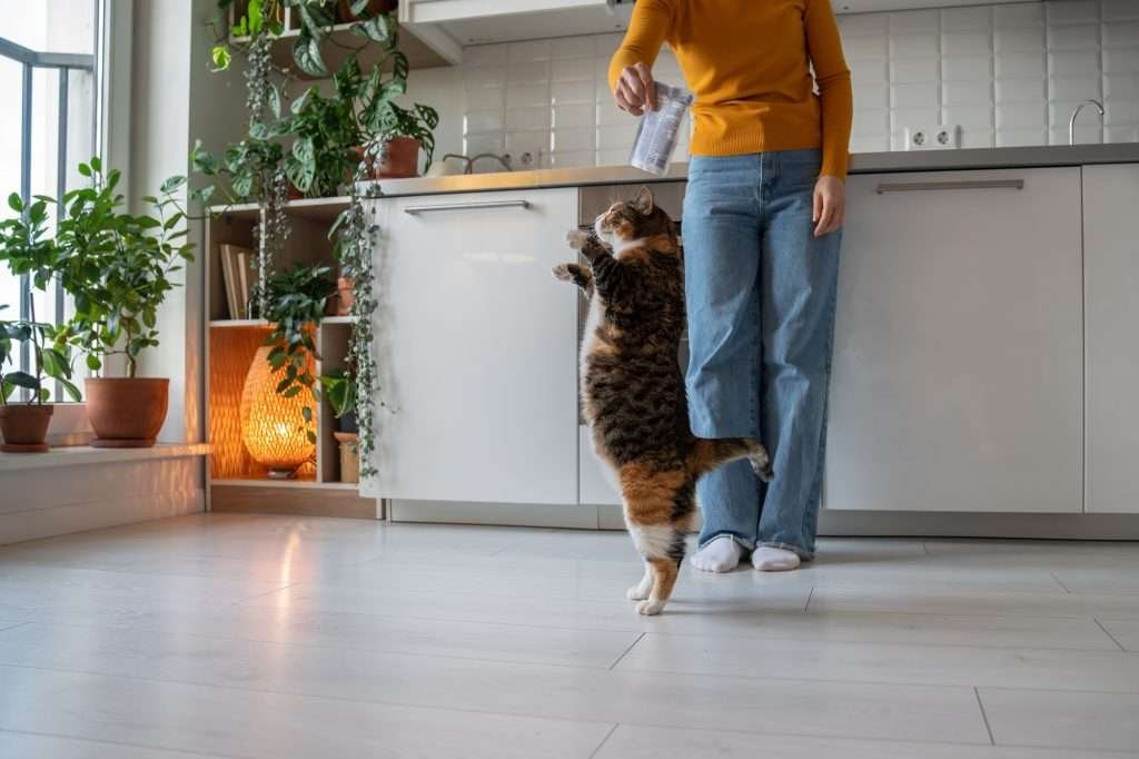 Orange, brown and white tabby cat standing up on back paws performing funny trick dancing on white tile floor in kitchen. Window to the left side with green plants in front of it and white cabinets with more green plants on top and shelving with light lit up inside in the background.