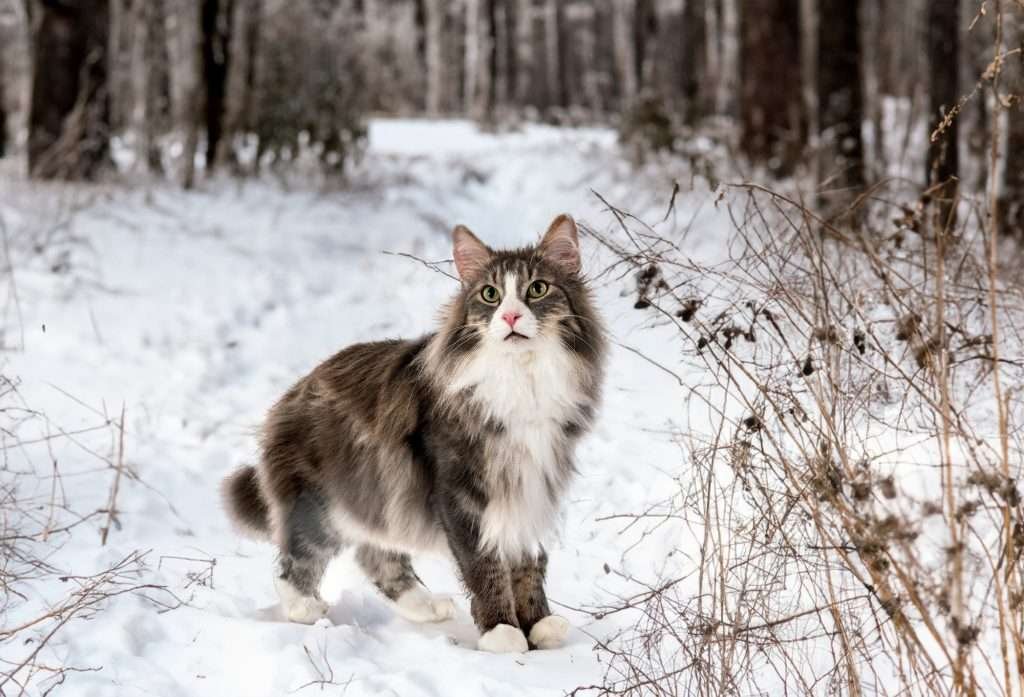 Cats of Norse - Norwegian Forest cat