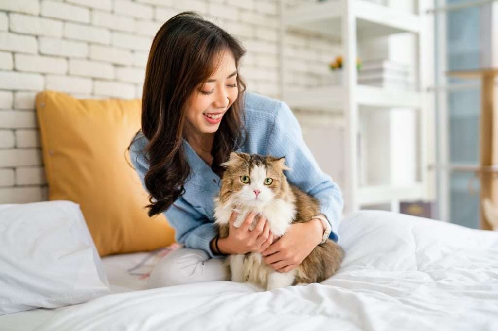 Smiling woman wearing blue long sleeved shirt and white pants is sitting on bed hugging her white and brown long haired tabby cat with green eyes while cat is looking at camera. White brick wall and shelving in background with yellow pillow against wall behind woman.