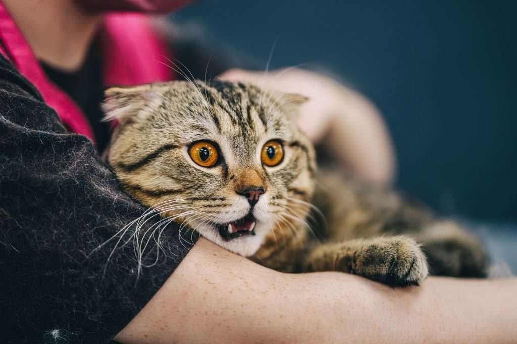 Surprised white and brown tabby cat with orange eyes in the arms or owner wearing black and pink shirt with a blurred background.