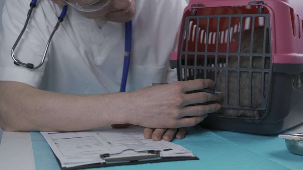 Gray Scottish Straight cat inside pink and black carrier at a visit with vet at animal hospital. Vet is wearing white scrubs and stethoscope looking and touching the entrance of the carrier. Carrier sits on top of table with blue cover on it and a clipboards for the vet to take notes.