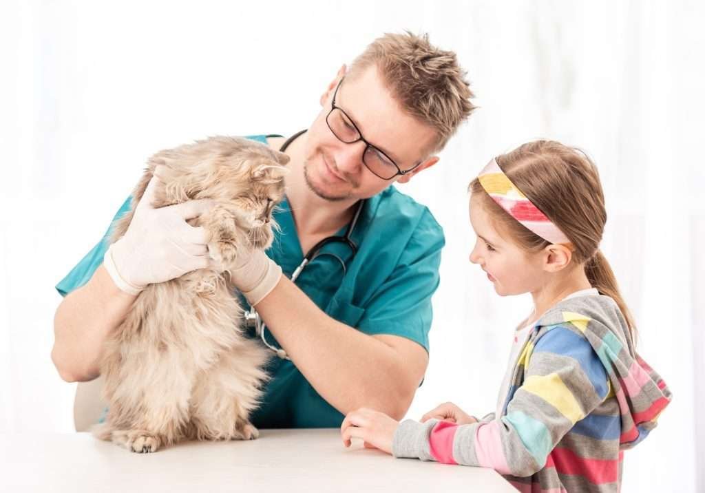 Male vet checking beige and tan long haired cat standing while being held on table during kidney disease appointment with little girl to the right side standing and looking at cat. Vet is wearing teal colored scrubs and white latex gloves with stethoscope around neck while the little girl wearing brightly colored striped blue, yellow, pink, coral and gray colored long sleeve hoodie and headband in blonde hair.