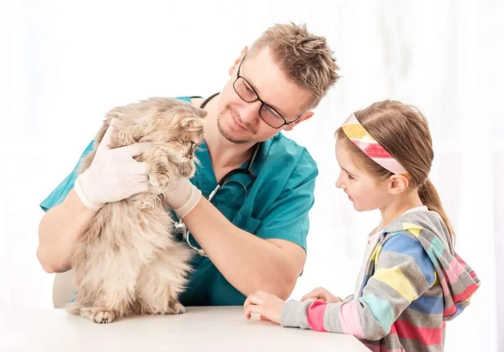 Male vet checking beige and tan long haired cat standing while being held on table during kidney disease appointment with little girl to the right side standing and looking at cat. Vet is wearing teal colored scrubs and white latex gloves with stethoscope around neck while the little girl wearing brightly colored striped blue, yellow, pink, coral and gray colored long sleeve hoodie and headband in blonde hair.