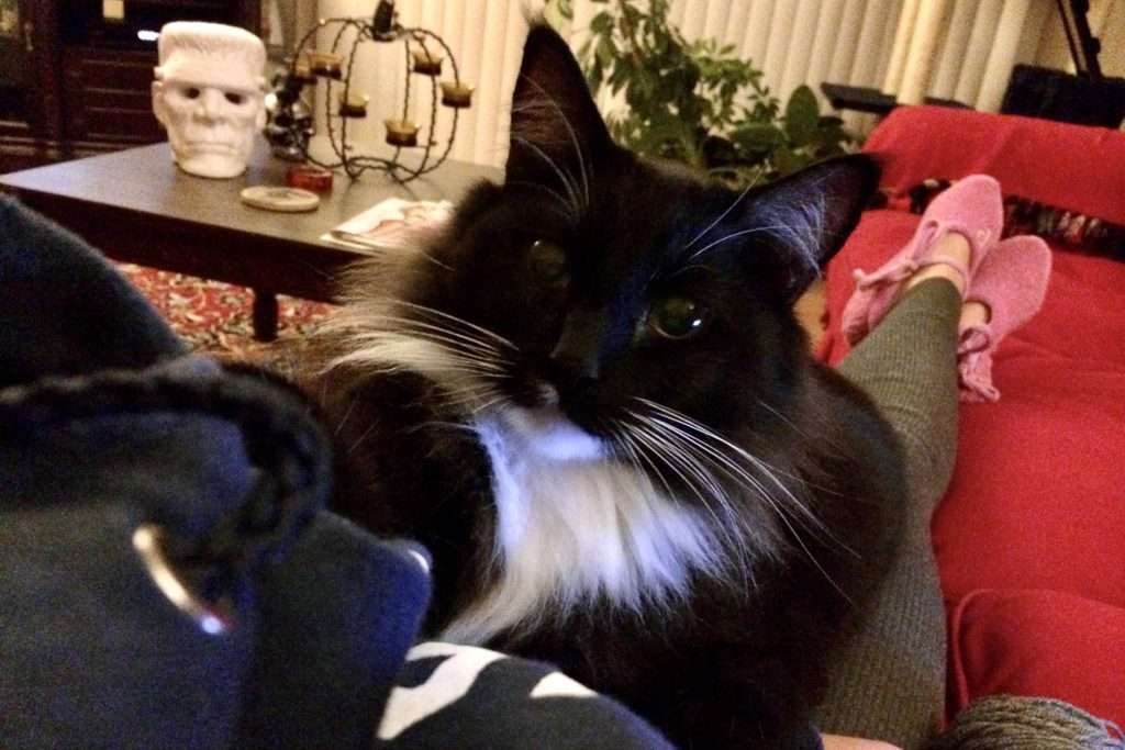 Young Matisse lying on my lap