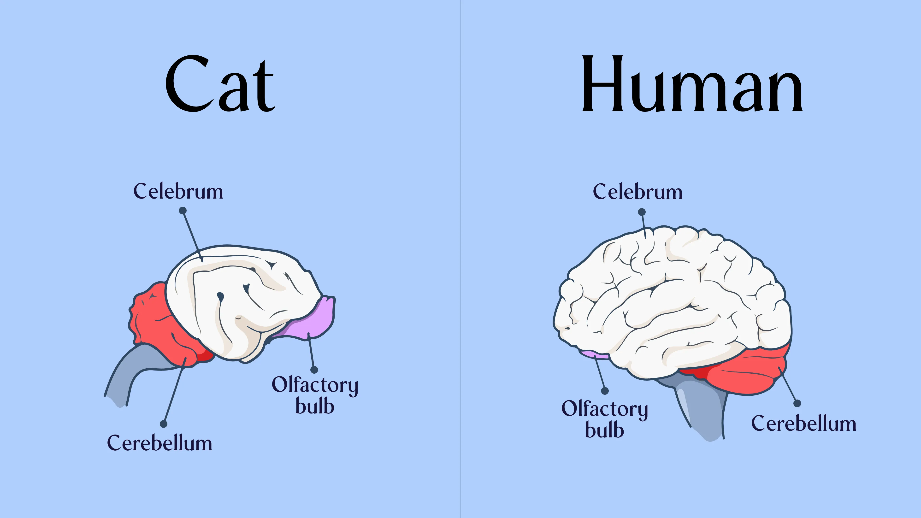 Cat brain vs human brain images.