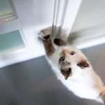 Cats and Closed Doors Dilemma.