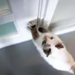 Cats and Closed Doors Dilemma.