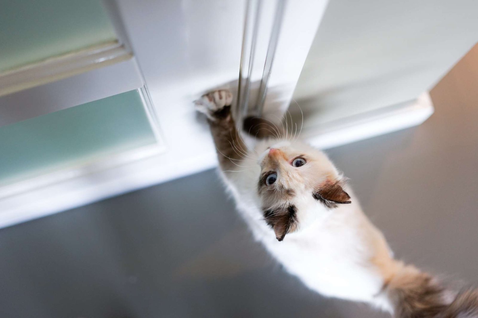 Cats and Closed Doors Dilemma.