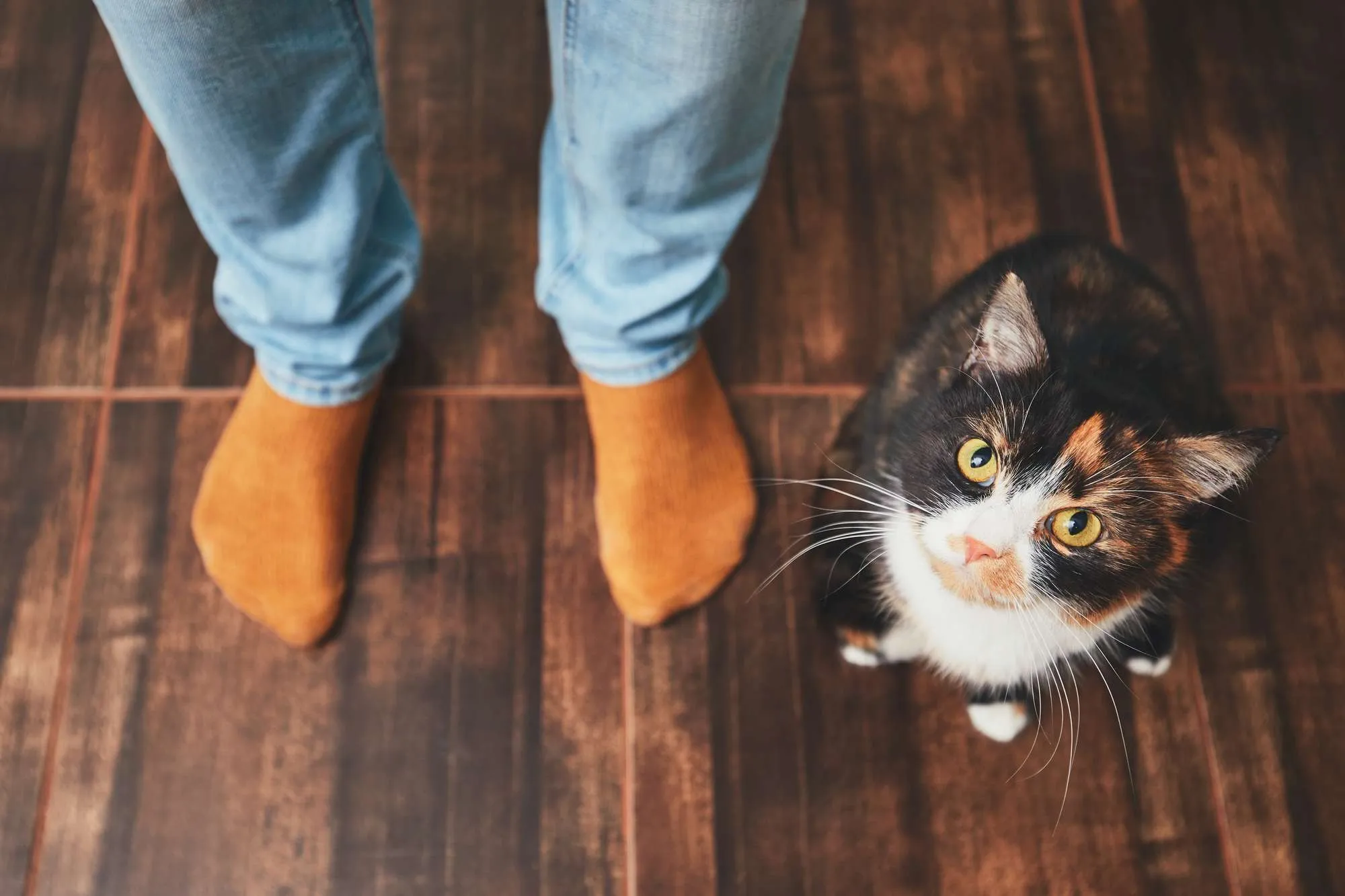 Owner's feet and cute cat looking up at camera